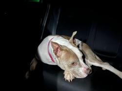 Found/Stray Female Dog last seen Jamestown Rd, Easley, SC 29641