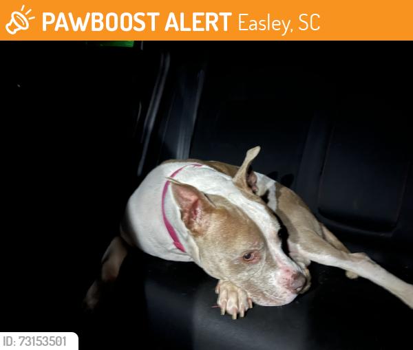 Found/Stray Female Dog last seen Jamestown Rd, Easley, SC 29641