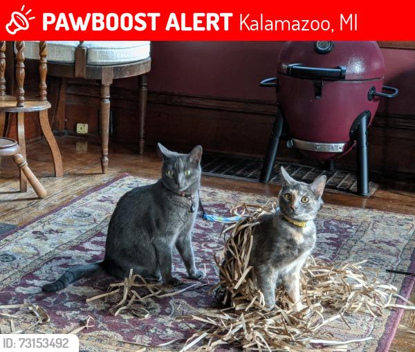 Lost Female Cat last seen Stadium drive, verhage, Kalamazoo, MI 49009