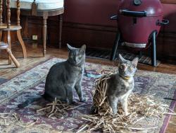 Lost Female Cat last seen Stadium drive, verhage, Kalamazoo, MI 49009