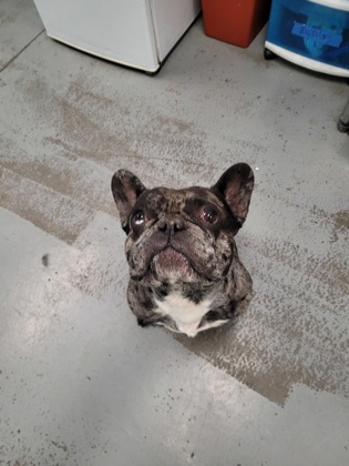 Shelter Stray Male Dog last seen Bradshaw Rd & Old Placerville Rd, Rancho Cordova, CA, 6201 Florin Perkins Rd, Sacramento, CA 95828, USA