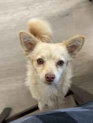 Found/Stray Female Dog last seen Sardinia Dr and Macerata Ct, Bakersfield, CA 93308