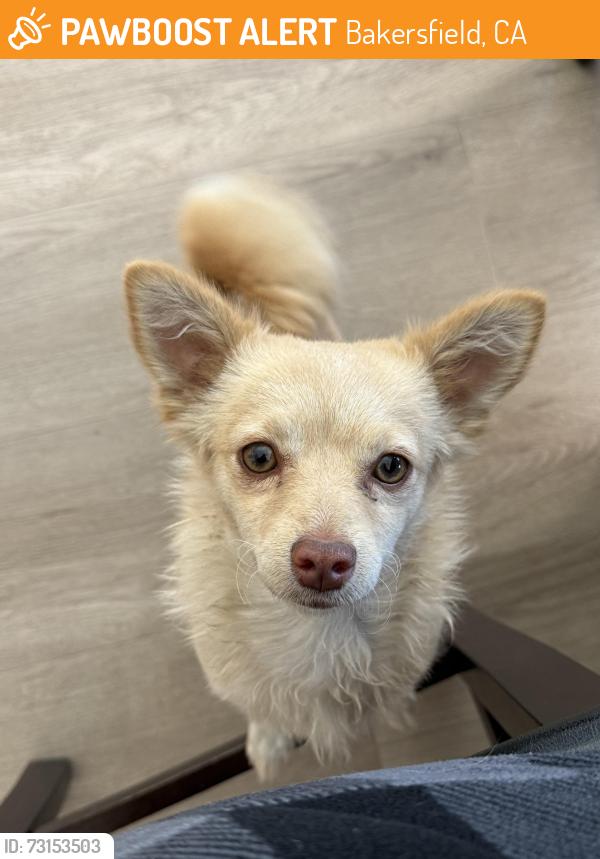 Found/Stray Female Dog last seen Sardinia Dr and Macerata Ct, Bakersfield, CA 93308
