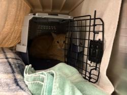 Shelter Stray Unknown Cat last seen Near Montgall Ave, 64130, MO, 7077 Elmwood Ave, Kansas City, MO 64132, USA