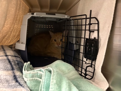Shelter Stray Unknown Cat last seen Near Montgall Ave, 64130, MO, 7077 Elmwood Ave, Kansas City, MO 64132, USA