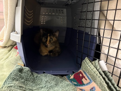 Shelter Stray Unknown Cat last seen Near Montgall Ave, 64130, MO, 7077 Elmwood Ave, Kansas City, MO 64132, USA
