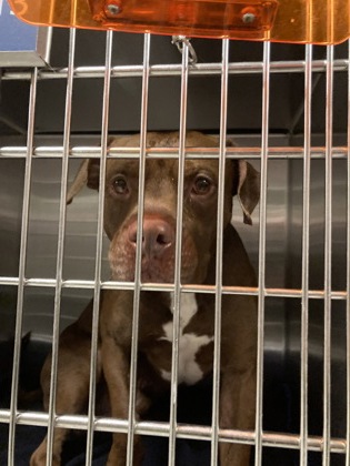 Shelter Stray Male Dog last seen 3200-228 LAKEVIEW PL, East Point,, 1251 Fulton Industrial Blvd NW, Atlanta, GA 30336, USA