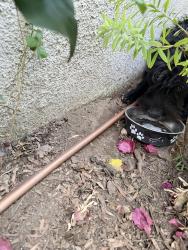 Found/Stray Male Dog last seen owens way, El Monte, CA 91733