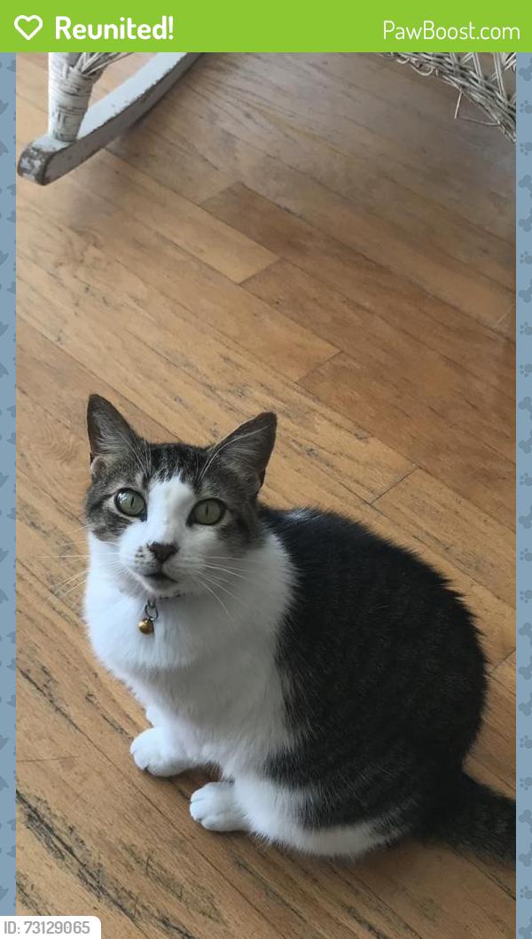 Reunited Female Cat last seen Thomas Drive Panama City Beach Florida, Lower Grand Lagoon, FL 32408
