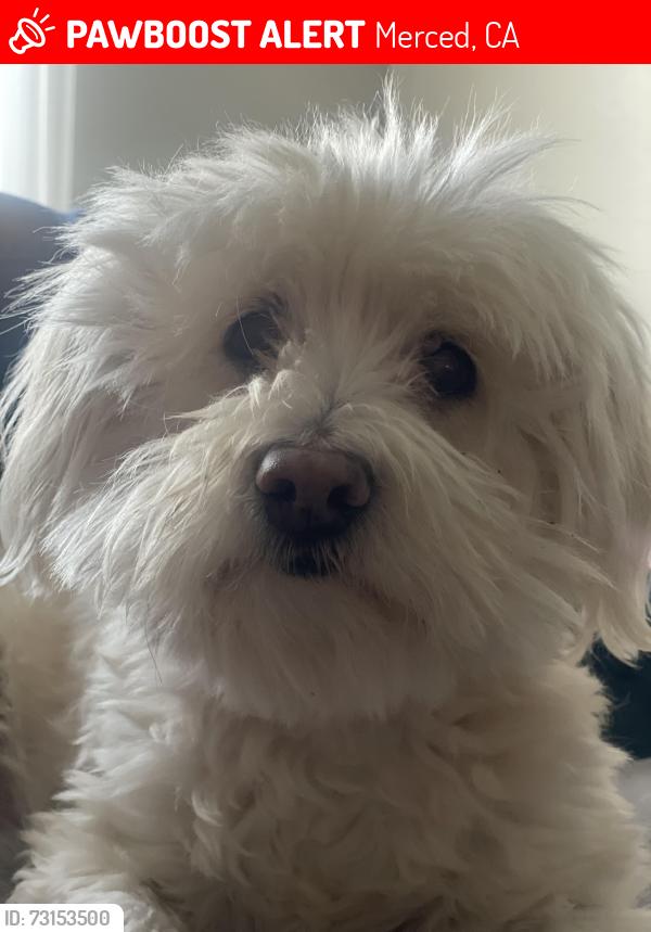 Lost Female Dog last seen Vanguard Ct., Merced, CA 95348