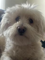 Lost Female Dog last seen Vanguard Ct., Merced, CA 95348
