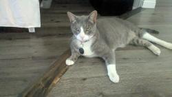 Lost Male Cat last seen Preston, Grand Terrace, CA 92313