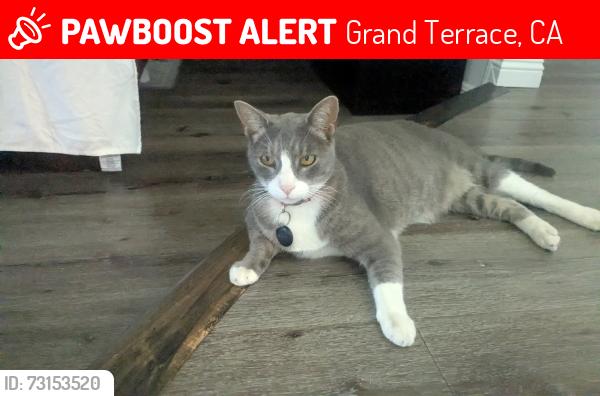 Lost Male Cat last seen Preston, Grand Terrace, CA 92313