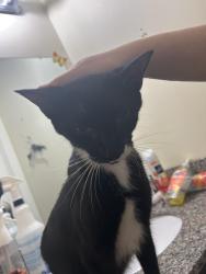 Found/Stray Female Cat last seen Rip rap road, Hampton, VA 23669