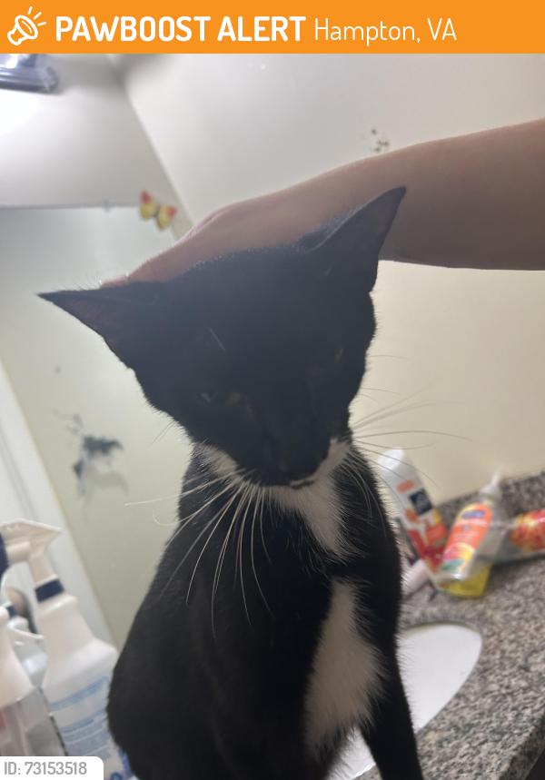 Found/Stray Female Cat last seen Rip rap road, Hampton, VA 23669