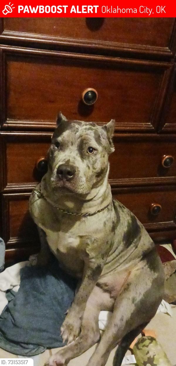 Lost Female Dog last seen 25th and high, Oklahoma City, OK 73129
