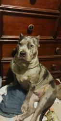 Lost Female Dog last seen 25th and high, Oklahoma City, OK 73129