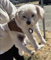 Reunited Male Dog last seen Center Avenue, Richmond, CA 94804