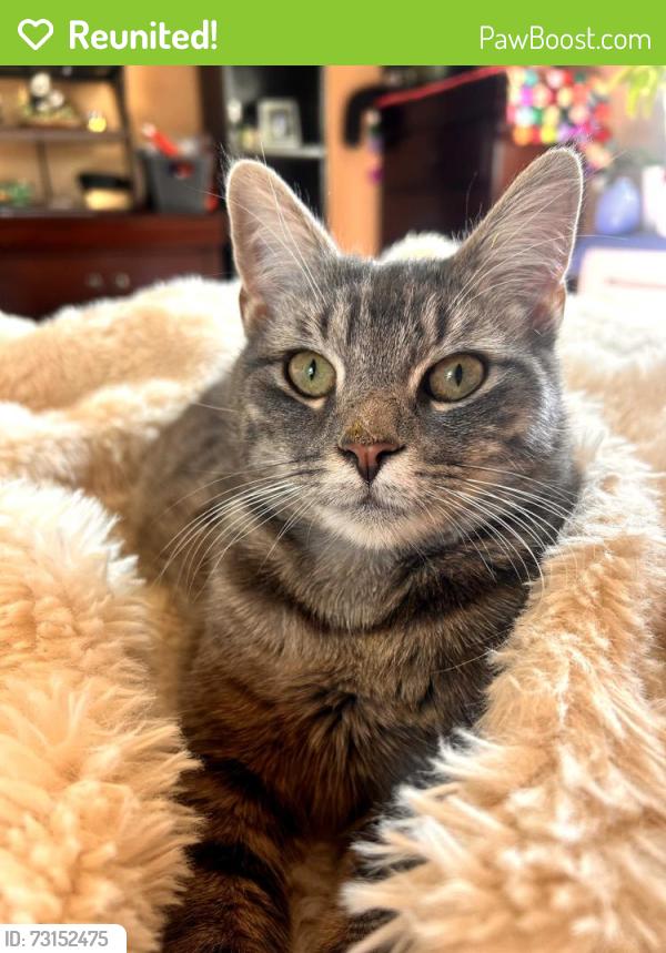 Reunited Female Cat last seen Lenoir Drive and Polk Street Overhills Creek., Spring Lake, NC 28390