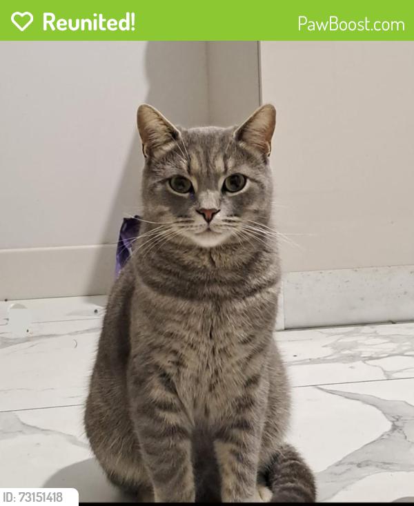 Reunited Male Cat last seen Whitehall Manor, Apex, NC 27502