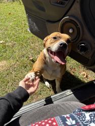 Lost Male Dog last seen Claude White rd. Near water tower and sandpit, Cameron, NC 28326