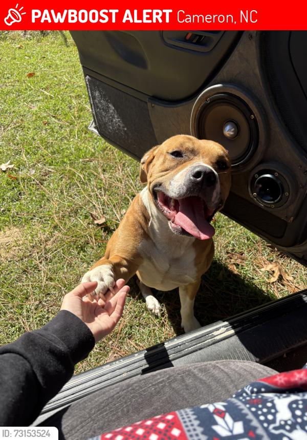 Lost Male Dog last seen Claude White rd. Near water tower and sandpit, Cameron, NC 28326