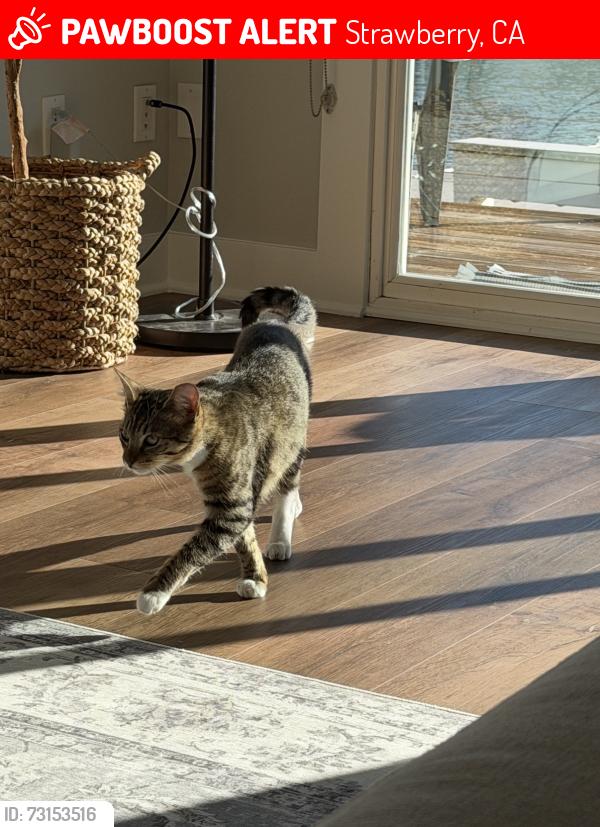 Lost Male Cat last seen Near Captains Landing, Belvedere Tiburon, CA, Strawberry, CA 94920