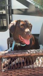 Lost Female Dog last seen Intimidators road, Grant County, WV 26847
