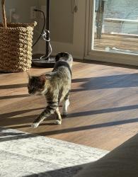 Lost Male Cat last seen Near Captains Landing, Belvedere Tiburon, CA, Strawberry, CA 94920