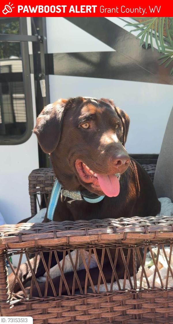 Lost Female Dog last seen Intimidators road, Grant County, WV 26847
