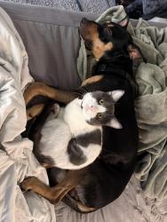 Lost Male Cat last seen Kohinoor way moving towards John Williams, Temecula, CA 92592