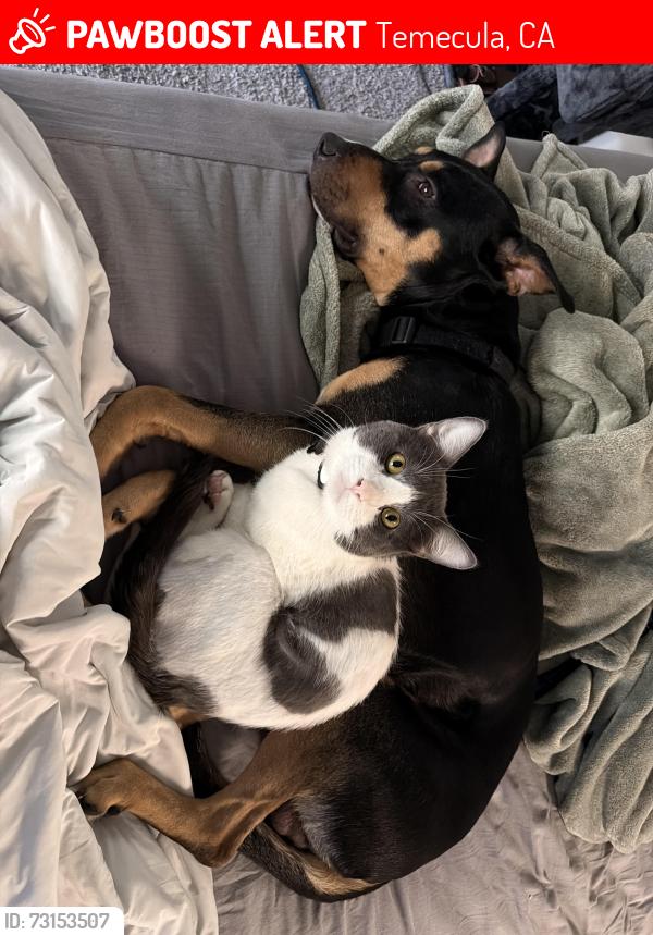 Lost Male Cat last seen Kohinoor way moving towards John Williams, Temecula, CA 92592