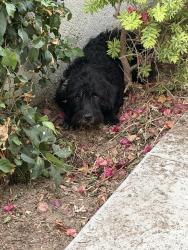 Found/Stray Male Dog last seen owens way, El Monte, CA 91733