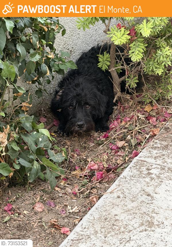 Found/Stray Male Dog last seen owens way, El Monte, CA 91733
