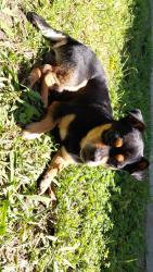Reunited Male Dog last seen Airport way, Stockton, CA 95205