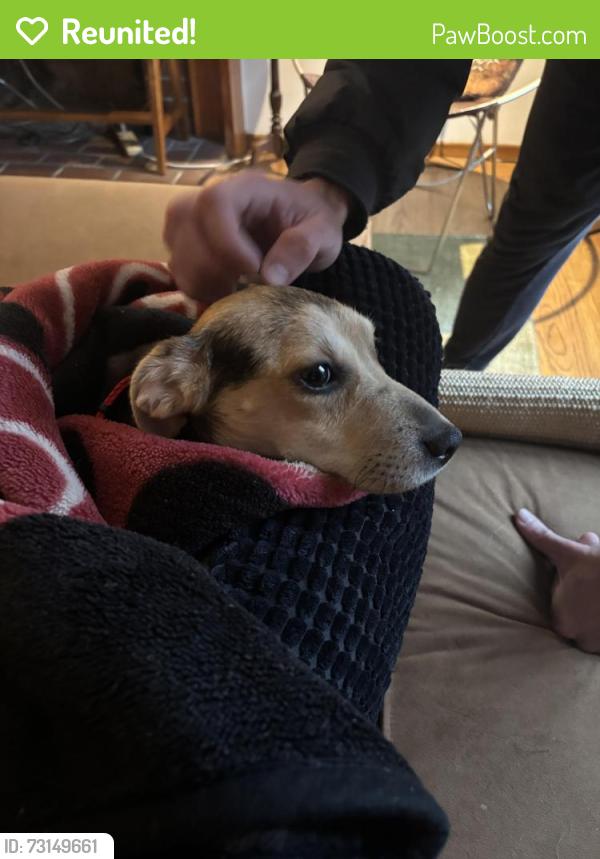 Reunited Female Dog last seen Near Lombard Street, San Francisco, CA 94133