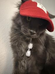 Lost Male Cat last seen Juniper Way, Tavares FL, Tavares, FL 32778
