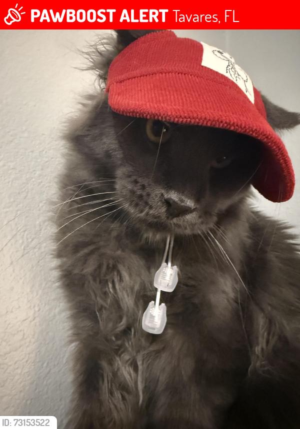 Lost Male Cat last seen Juniper Way, Tavares FL, Tavares, FL 32778