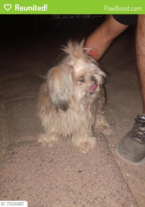 Reunited Female Dog last seen Celaya way and ahumada, El Paso, TX 79927