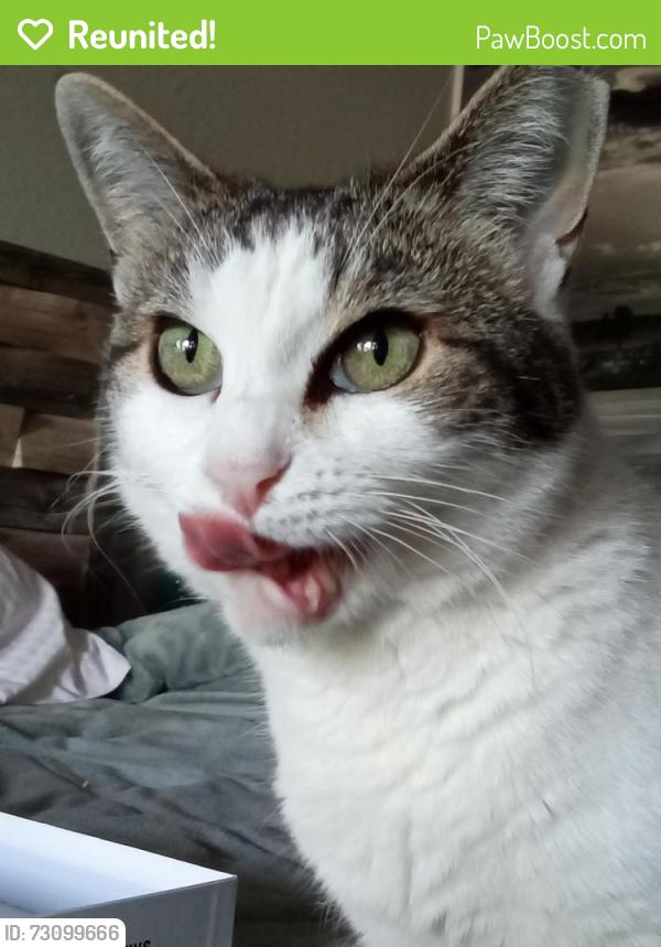 Reunited Female Cat last seen Rio Linda blvd, Elverta, CA 95626