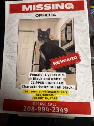 Lost Female Cat last seen Whitewater park blvd, Boise, ID 83702