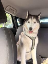 Reunited Male Dog last seen Crescent heights, Los Angeles, CA 90035
