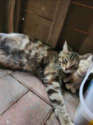 Lost Female Cat last seen Near, Westminster, CO 80030