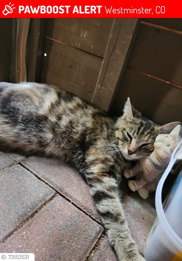 Lost Female Cat last seen Near, Westminster, CO 80030