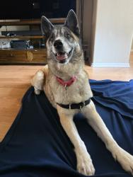 Shelter Stray Male Dog last seen Near G Street, San Diego, CA, 92101, 5500 Gaines St, San Diego, CA 92110, USA