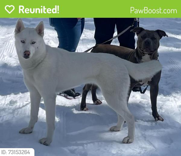 Reunited Female Dog last seen Belina st and 2nd, Hayward, CA 94541