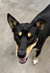Shelter Stray Female Dog last seen SPOKANE, WA, 99205, 6815 E Trent Ave, Spokane, WA 99212, USA