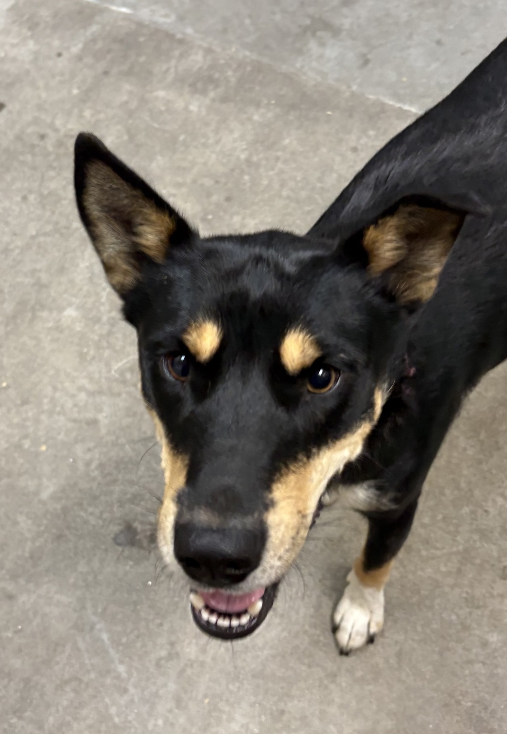 Shelter Stray Female Dog last seen SPOKANE, WA, 99205, 6815 E Trent Ave, Spokane, WA 99212, USA