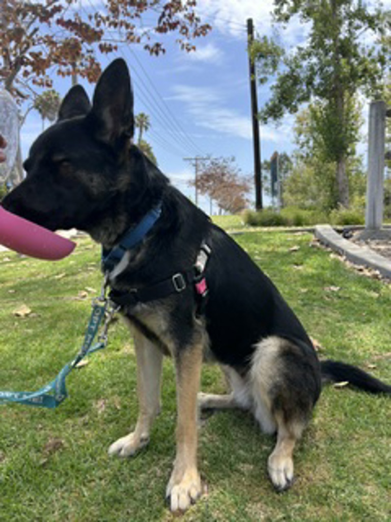 Shelter Stray Female Dog last seen Fig Street, Escondido, CA, 92027, Escondido, CA 92027, USA