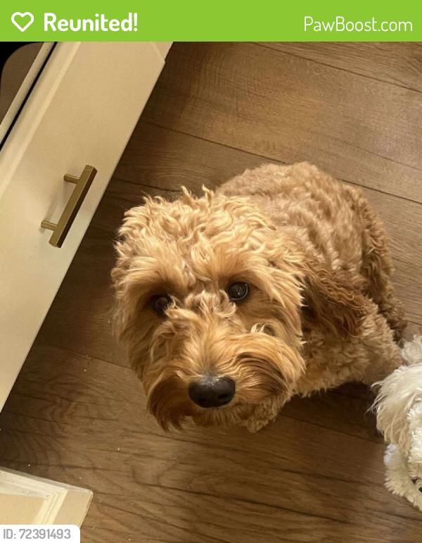 Reunited Female Dog last seen Coley and rainbow, Las Vegas, NV 89146